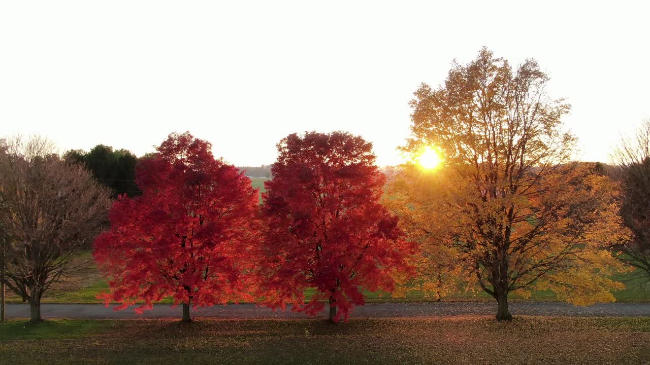Yellow and red maple trees in autumn sunset at golden hour