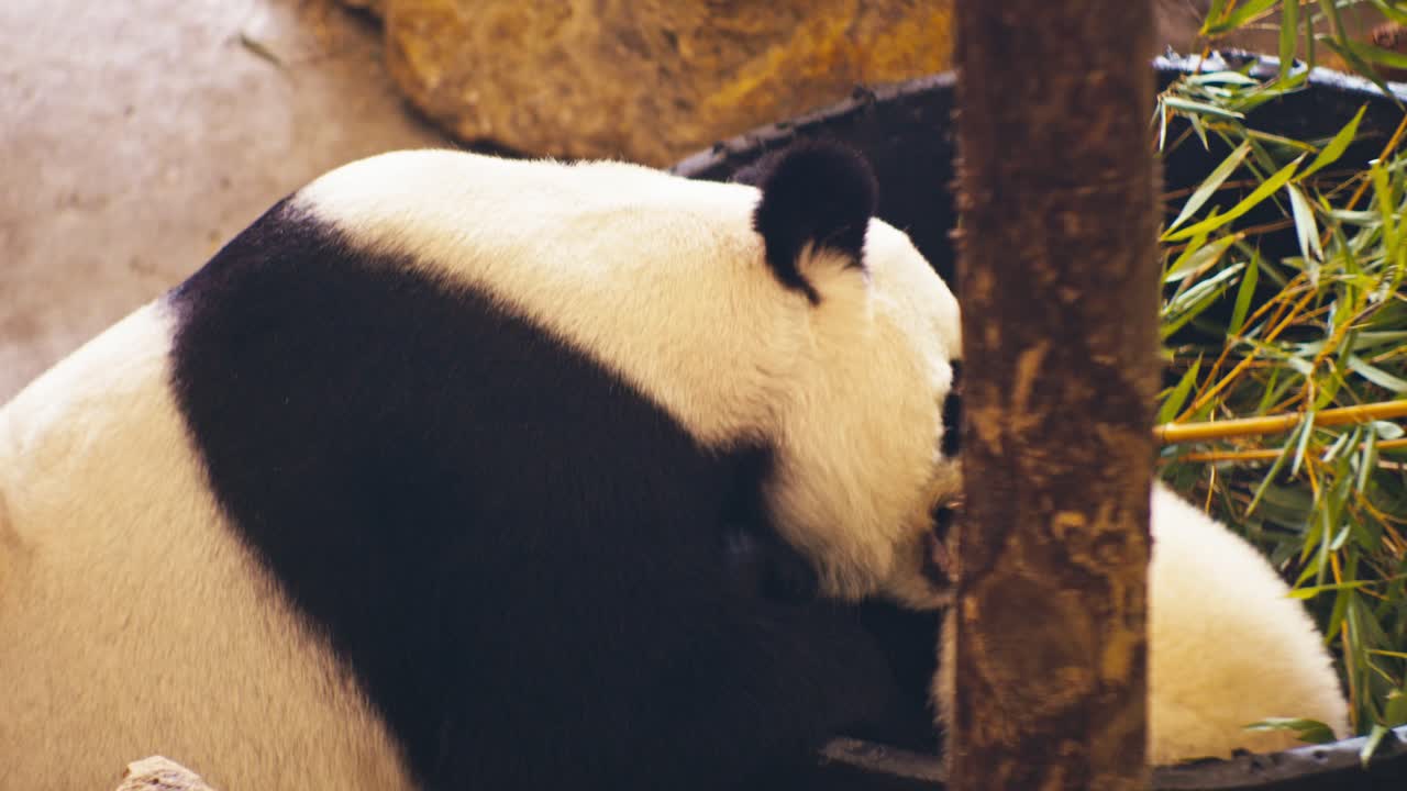 panda and it's baby wildlife animals in the zoo, close-up view, digital film look