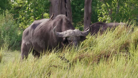 toro de búfalo africano con picabueyes de pico rojo alimentándose de la hierba verde fresca en el delta del okavango, botswana