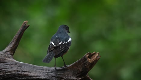 urraca oriental-robin copsychus saularis, visto desde atrás sacudiendo sus plumas y luego vuela hacia la derecha, tailandia