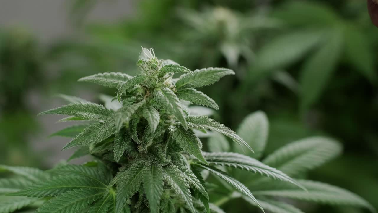 el hombre olfatea los mejores brotes de cannabis, olores de relajación terpeno, cultivo de cáñamo