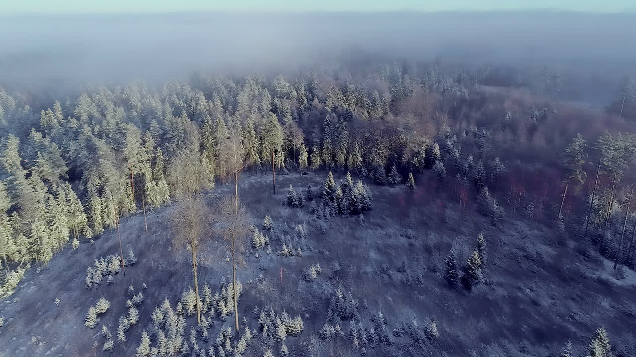 Kaunis talvinen metsä ja sen yläpuolella oleva sumu, ilmakuvana droonilla.