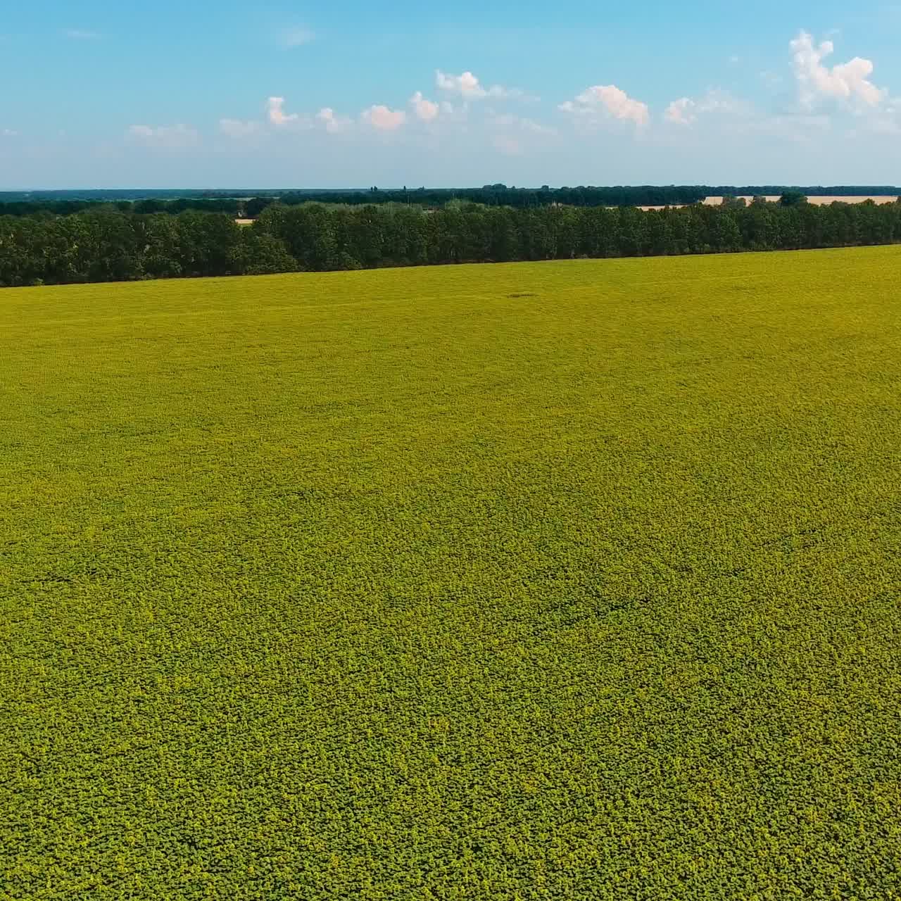 Scenario mozzafiato di terreni agricoli coltivati e foreste verdi. Ripresa aerea in discesa sul campo di girasoli. Sfondo con cielo blu