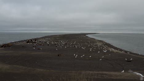 Tiro-Aéreo-De-Un-Dron-Volando-A-Baja-Altura-Sobre-La-Península-De-Arena-Con-Una-Bandada-De-Cadáveres-De-Ballenas-De-Gaviotas-Y-El-Océano-ártico-En-El-Punto-Más-Septentrional-De-Los-Estados-Unidos-árticos-Cerca-De-Barrow-Alaska