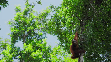 orangutan in the rainforest