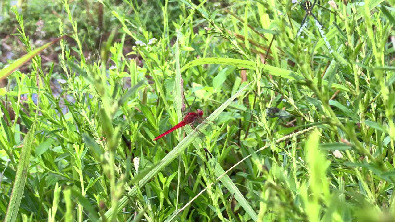 Red dragonfly perched on a blade of grass amidst lush green vegetation in a tropical meadow. Neurothemis fluctuans
