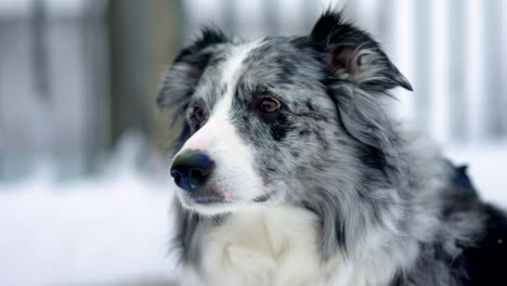 close-up of a dog on a snow-covered bridge