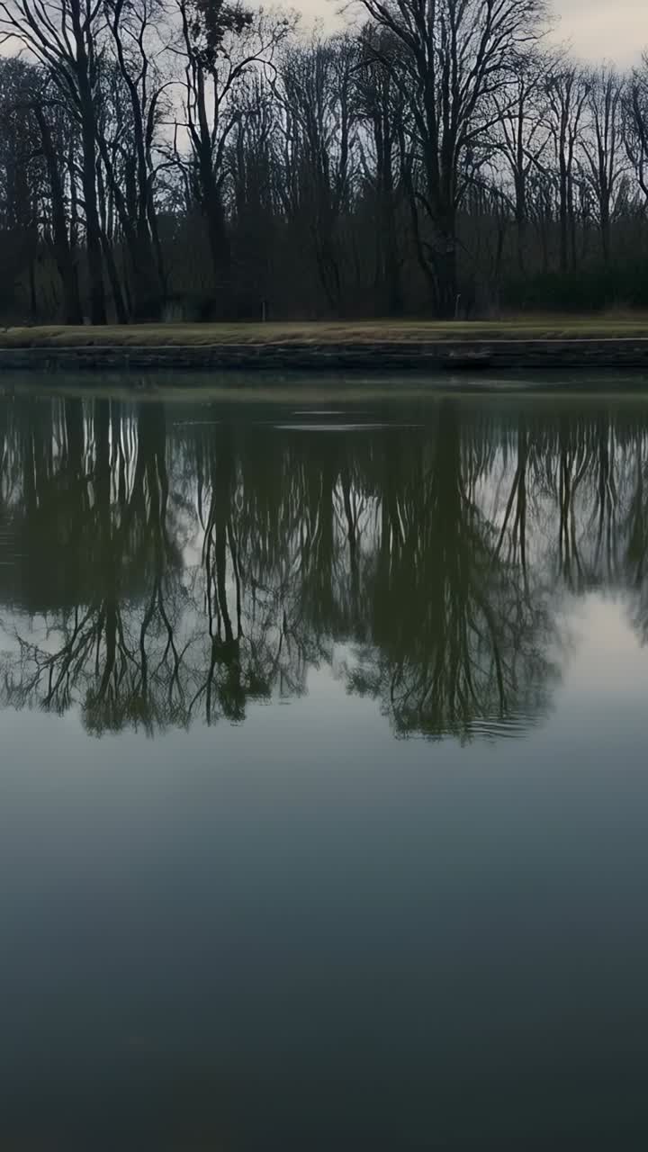 Vertical video: Showing bare trees reflecting on calm pond by grassy shore, small ripples starting