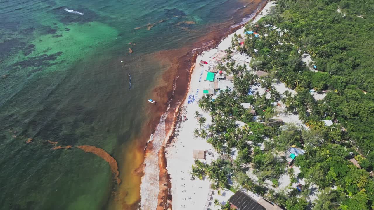 Brown algae contamination, white sandy beach, paradise accommodation