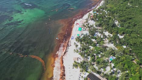 brown algae contamination, white sandy beach, paradise accommodation