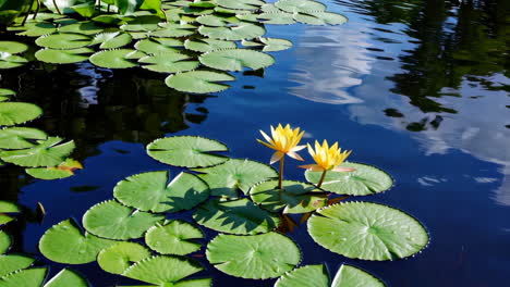 yellow water lilies in a pond