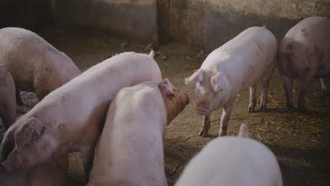 pigs in a farm pen