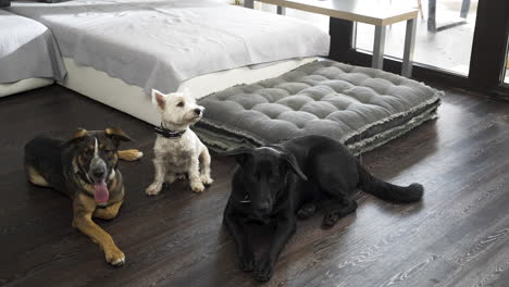 three different dogs next to sofa in modern apartment, one sits up