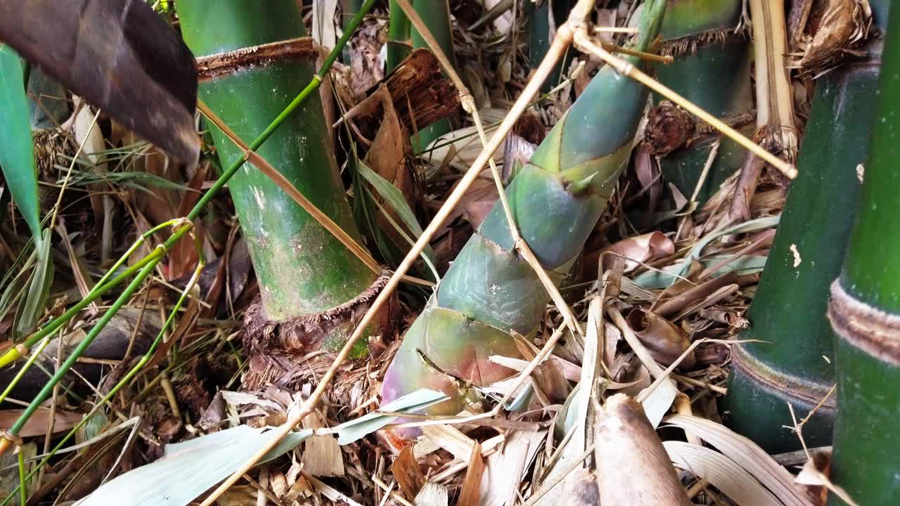 요리를 위해 큰 대나무 형성에 신선한 죽순을 잘라