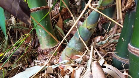 Cut-fresh-bamboo-shoots-in-large-bamboo-formations-for-cooking