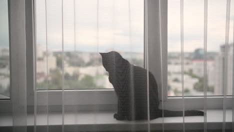 cute black cat sitting on a windowsill behind a white curtain and looking around