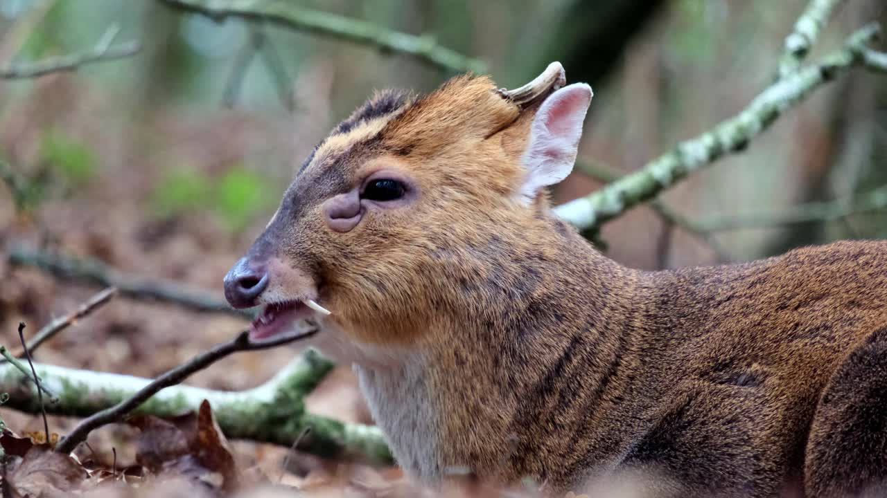 A zoomed in shot of a small muntjac chewing while sitting and resting. The shot is framed on the muntjac's head capturing details and a beautiful burred background.