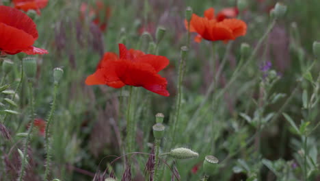 Amapola-Con-Un-Abejorro-En-Un-Campo-De-Amapolas