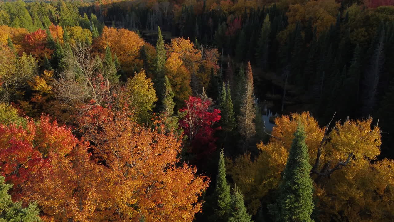 aerial shots pointing downwards flying over a forest in beautiful autumn colors towards a river