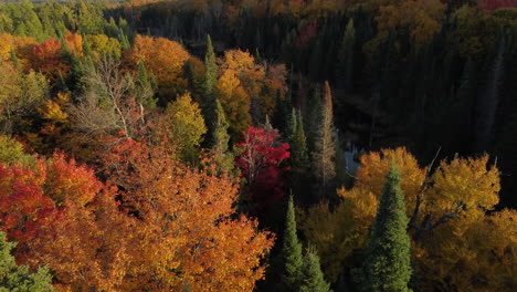 Tomas-Aéreas-Apuntando-Hacia-Abajo-Volando-Sobre-Un-Bosque-En-Hermosos-Colores-Otoñales-Hacia-Un-Río