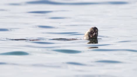 Una-Sola-Nutria-Euroasiática,-Nadando,-Buceando-Y-Comiendo-Peces-En-El-Agua