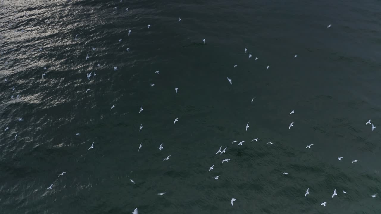 바다 위 를 날아다니는 갈고리 들