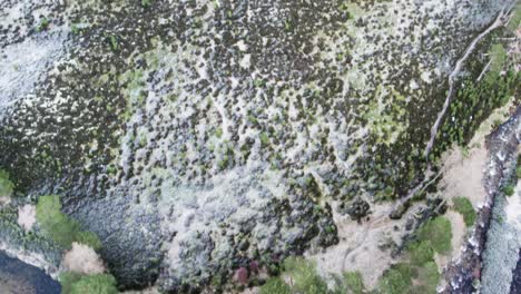 aerial drone video above frozen scots pine trees , bob scott's bothy and a river tilting to reveal a winter landscape and pine forest