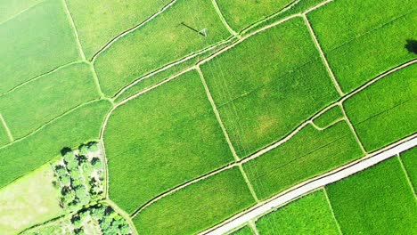 power line above green paddy fields in bali