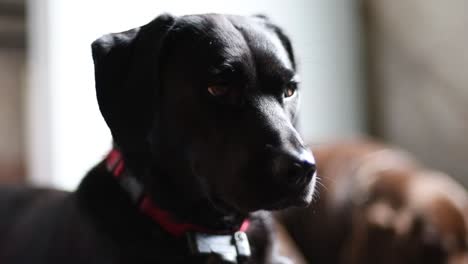 Bored-Labrador-Collie-dog-patiently-waiting-for-her-dinner