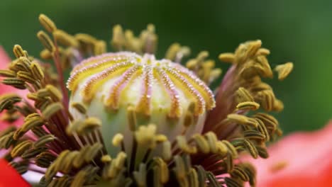 a stunning close-up of a vibrant flower's stamen, capturing the intricate details and colorful patterns of nature's beautiful design