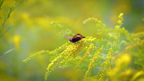 Kleiner-Fuchsschmetterling-(Aglais-Urticae,-Nymphalis-Urticae)-Ist-Ein-Farbenfroher-Eurasischer-Schmetterling-Aus-Der-Familie-Der-Nymphalidae.-Es-Ist-Ein-Mittelgroßer-Schmetterling,-Der-Hauptsächlich-Rötlich-orangefarben-Ist.