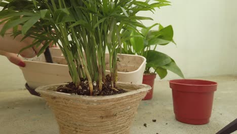 female hands putting soil into the pot of chamaedorea elegans with a black gardening tool