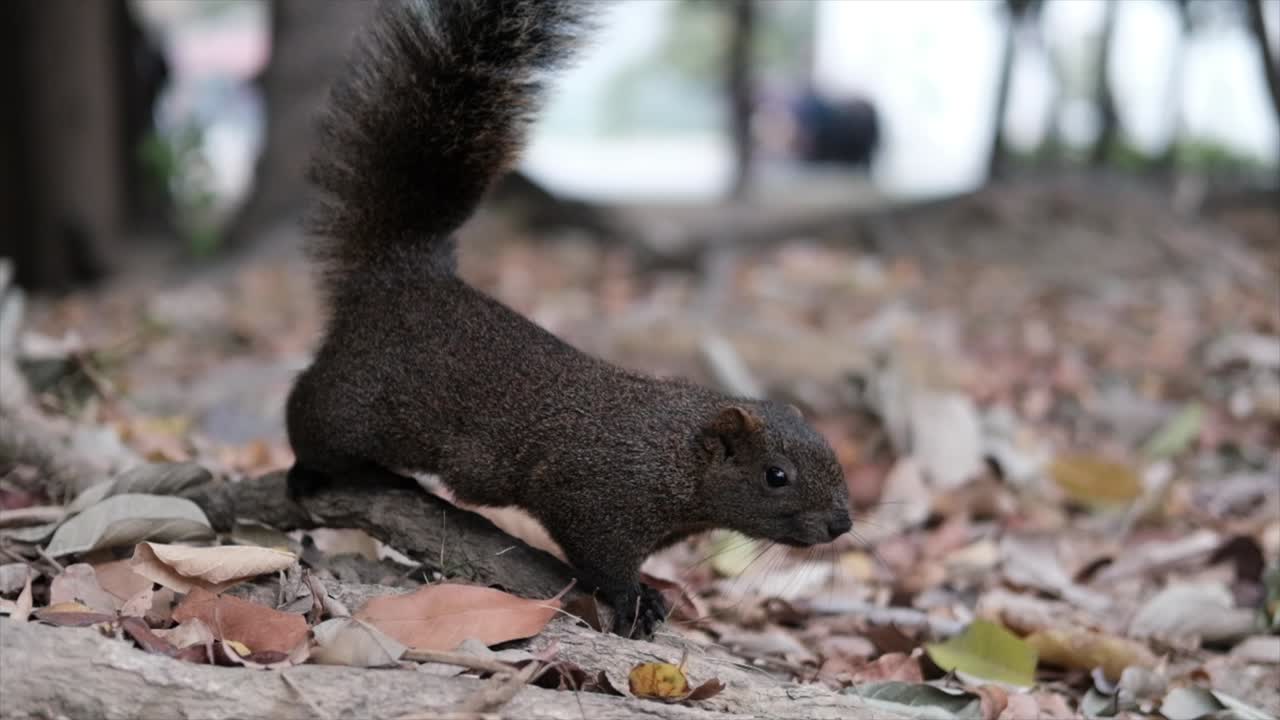 1080p hd para una ardilla de primer plano moviéndose en el parque con hojas en la temporada de otoño otoño en cámara lenta