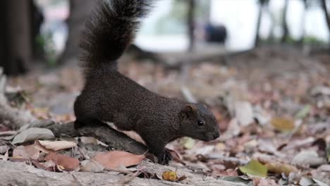 1080p-HD-for-close-up-squirrel-moving-at-park-with-leaves-at-autumn-fall-season-in-slow-motion