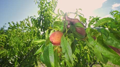 farmer man picks big ripe peaches. fruits ripen in the sun. fruits ripen in the sun. fabulous orchard. magical sunlight