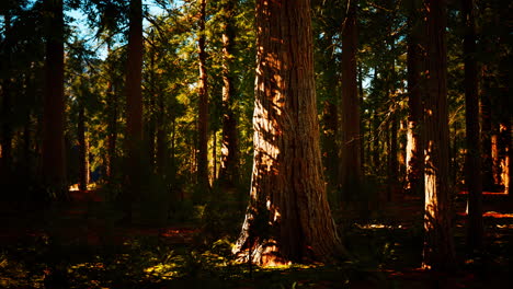 Secuoyas-Gigantes-O-Secuoyas-Sierranas-Que-Crecen-En-El-Bosque