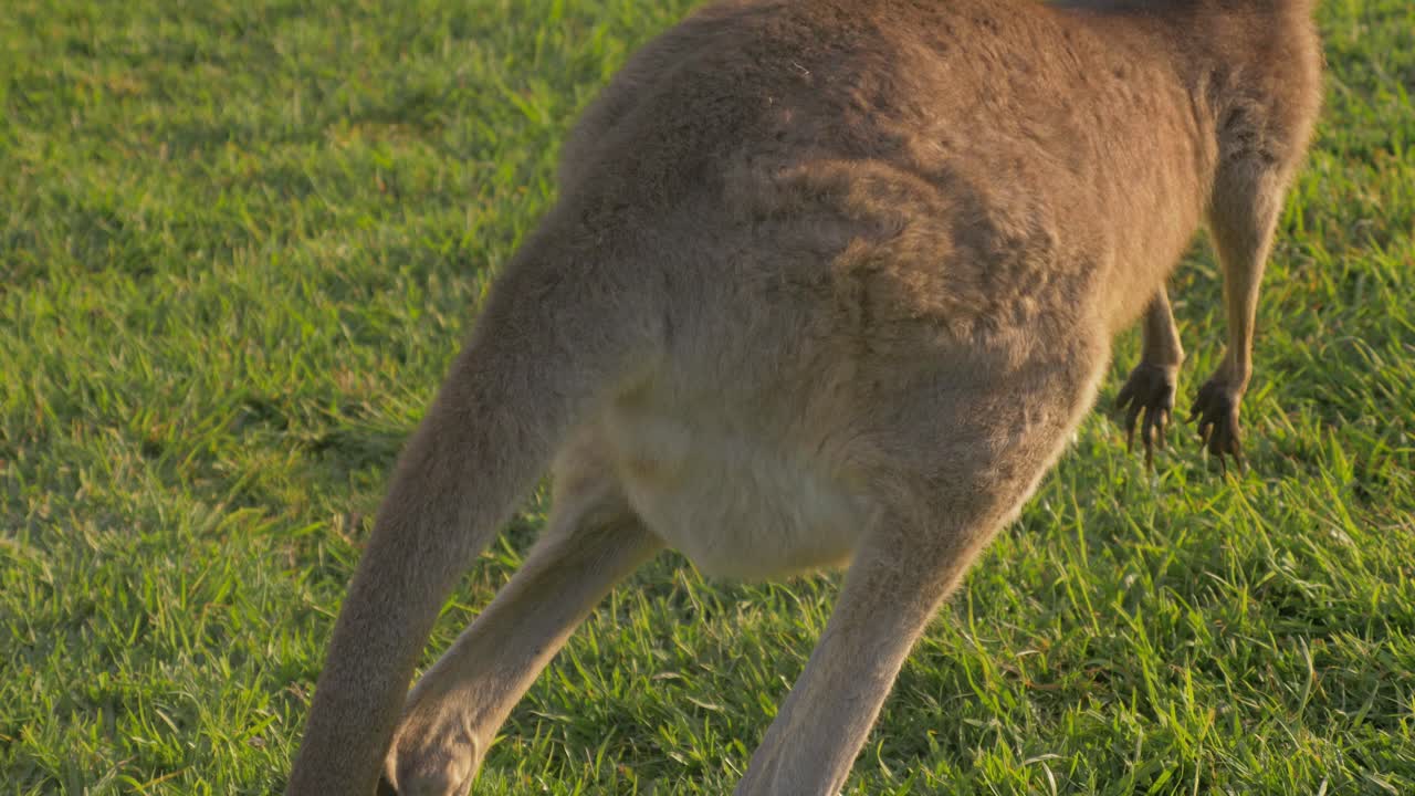 canguro gris oriental rascándose la cara y de repente saltó - macropus giganteus - costa dorada, qld, australia
