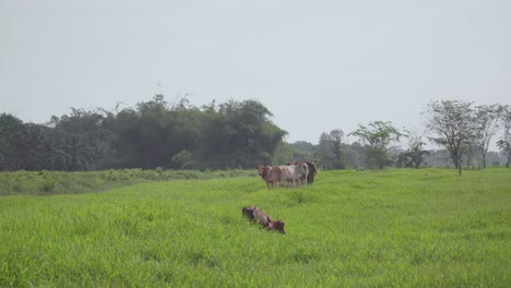 Vaca-En-El-Hermoso-Prado