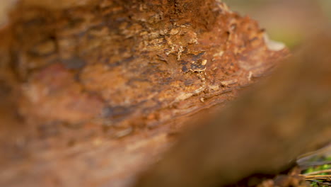 Soft-Focus-Pan-View-of-Yellow-and-Brown-Tree-Bark-and-Grass,-4K