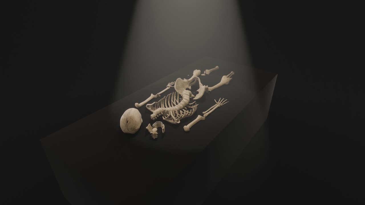 3D animation showing a camera orbiting around a skeleton being examined under a light