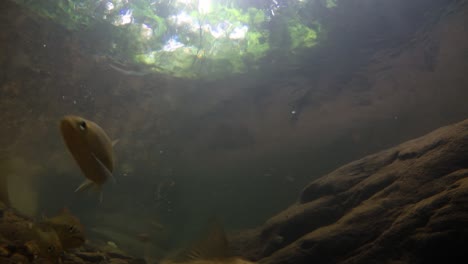 El-Parque-Nacional-Kaeng-Krachan-Es-El-Hogar-De-Muchos-Animales-Salvajes-Fantásticos-Y-Los-Arroyos-Son-Una-Fuente-De-Vida-De-Agua-Dulce-Para-Que-Los-Animales-Beban-Y-Los-Peces-Naden.