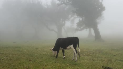 Dairy-Cow-Grazing-On-Green-Grass-At-Fanal-Forest-With-Mysterious-Fog-In-Madeira-Island,-Portugal