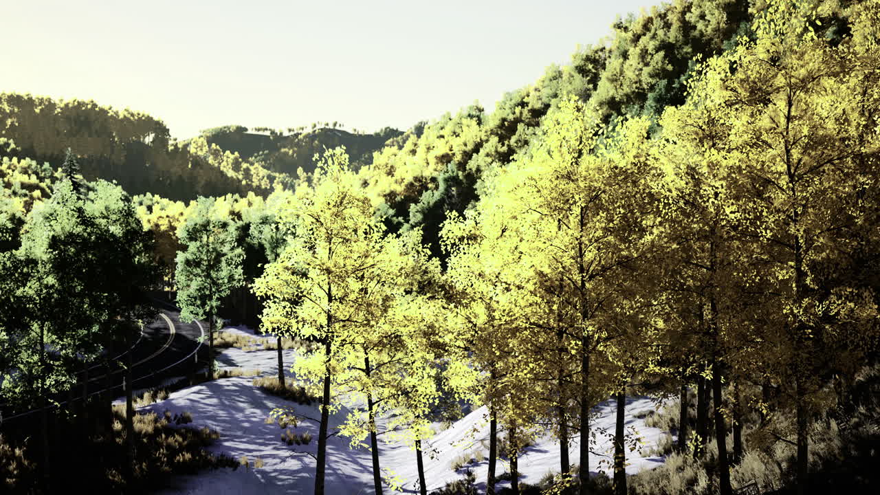 Vibrant autumn foliage glowing under the sun in a serene forest landscape