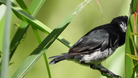 black-backed bush tanager resting on green foliage on sunny day