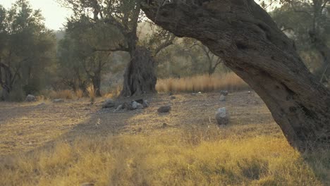 old olives trees in mountains golden hour