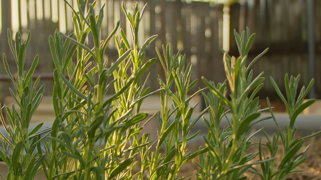 Pan right, The afternoon sun filters through the leaves of a lavender plant