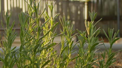 pan right, the afternoon sun filters through the leaves of a lavender plant
