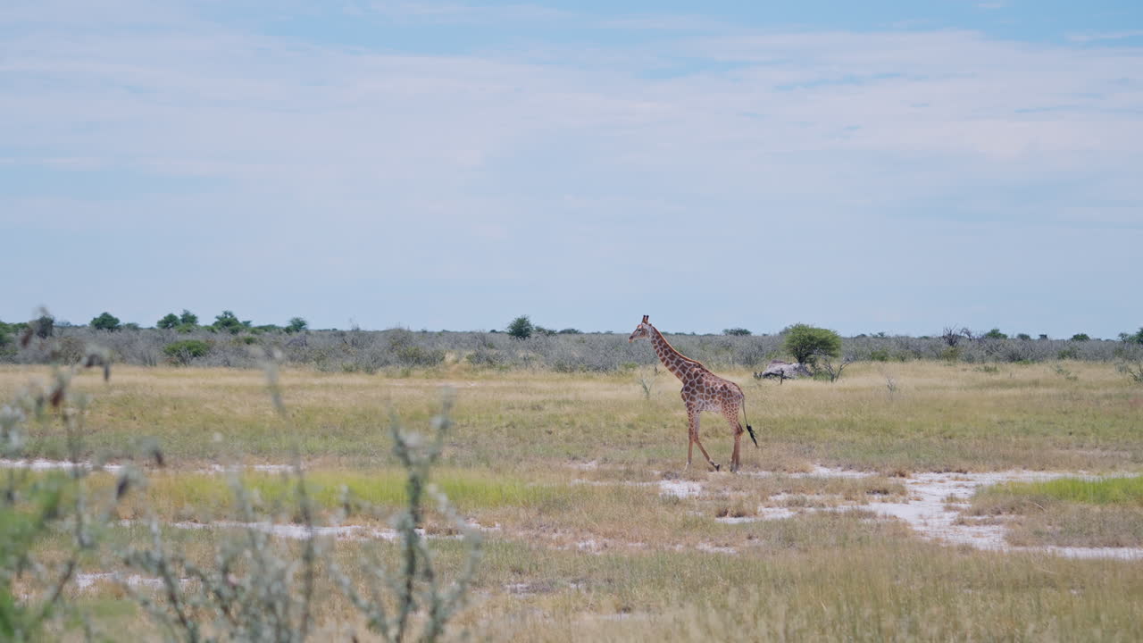 Giraffe in African Savanna