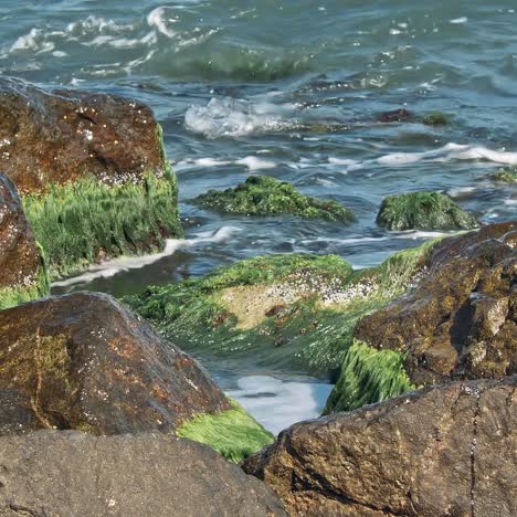 stones with green moss and brown seaweed