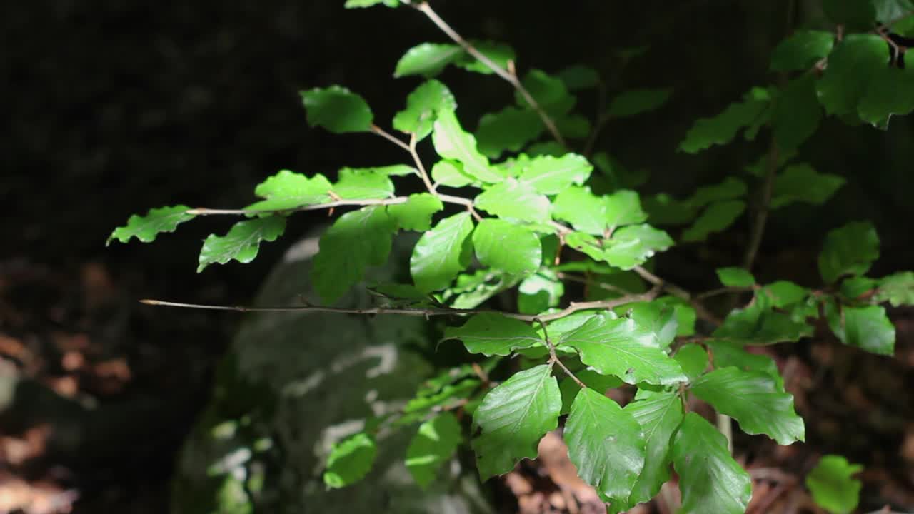 toma que muestra algunas hojas en el sotobosque durante una caminata